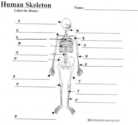 Skeleton Diagram Side Unlabeled