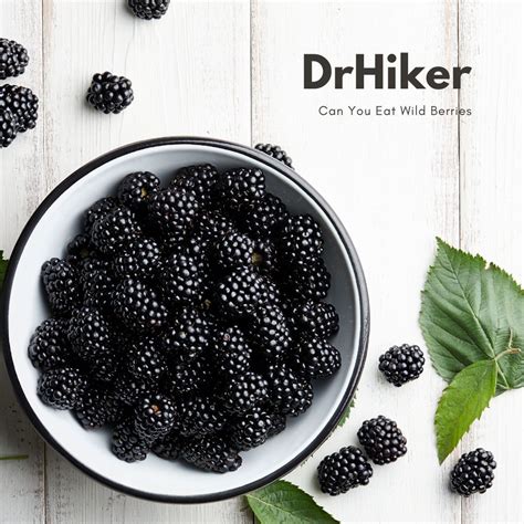 Can You Eat Wild Berries? Identifying Edible Wild Berries