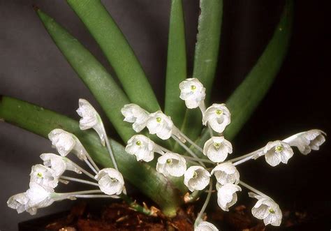 Photo Of The Entire Plant Of Orchid Podangis Dactyloceras Posted By
