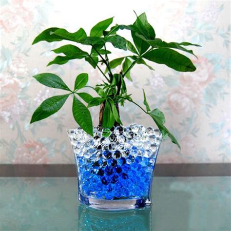 What Type Of Plants Grow In Water Beads Water Beads
