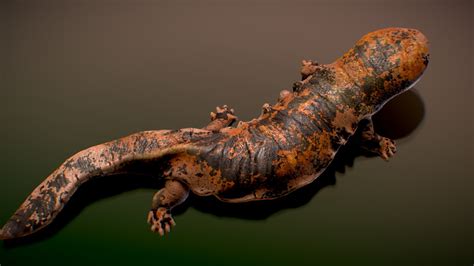 Japanese Giant Salamander Buy Royalty Free 3D Model By NestaEric
