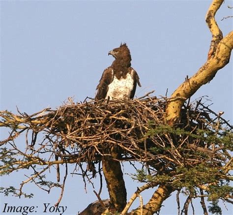 10 Types Of Nests Of Different Bird Species Tail And Fur