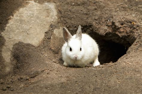 Everything You Ought To Know Before Keeping Dwarf Bunnies As Pets