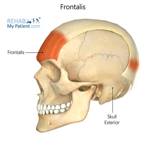 Frontalis Rehab My Patient