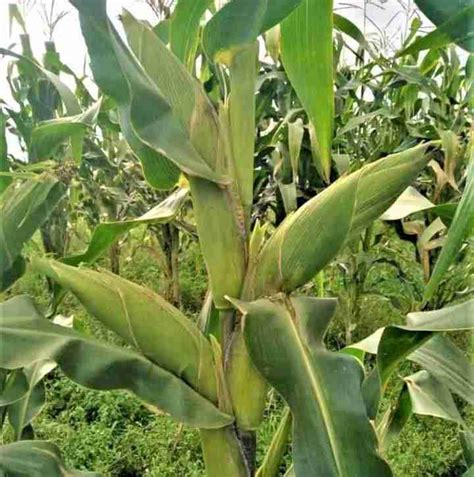 Green Maize Farming In Kenya Profitable 10 Amazing Reasons