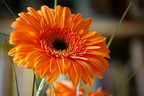 Orange Gerbera