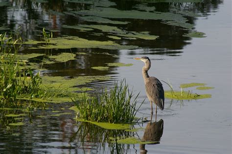 Free Images Water Nature Marsh Swamp Bird Pond Wildlife