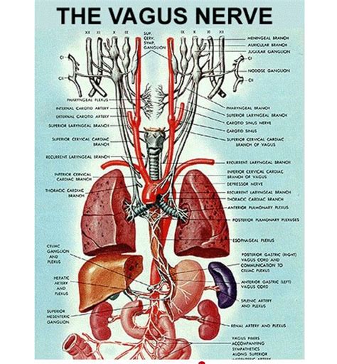 Pin By Jane Harris On Muscles Medical And More Vagus Nerve Human