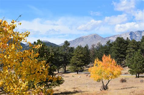 Yellow Aspens In Rocky Mountain National Park Stock Image Image Of