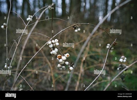 Common Snowberry In Winter At The Edge Of The Forest Stock Photo Alamy