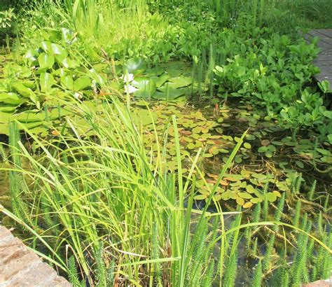 Waterplanten Onmisbaar In Elke Vijver Tuincentrum Pelckmans