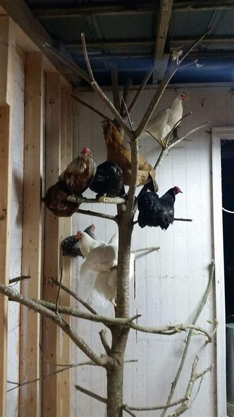 Chicken Roosts What Are Perches And Why Your Hens Need Them Artofit