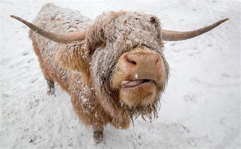 Highland Cow Tasting Snow Photograph By Adam West Fine Art America