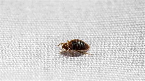 How Do You Get Bed Bugs In Your House