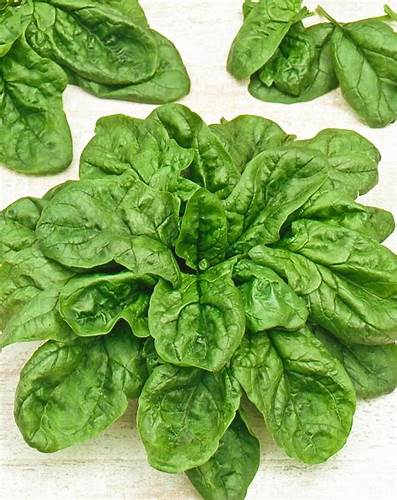 Диета 5 шпинат Шпинат: его польза, особенности выращивания, а также лучшие сорта Шпинат: его польза, особенности выращивания, а также лучшие сорта Диета 5 шпинат