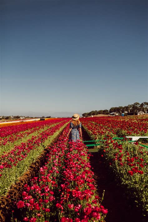 Flower Fields Carlsbad This Is The Best Time To Visit A Visitors Guide