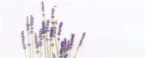 Essential Oils All About Naturals Raw Plant Materials