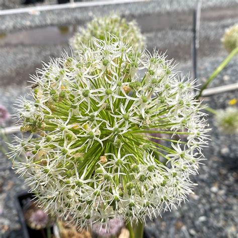 Allium White Giant Ornamental Onion Gal Cavano S Perennials