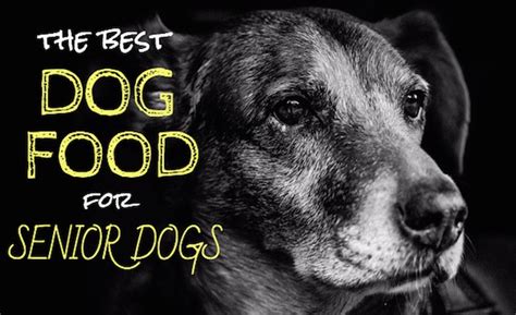 6 Best Dog Food For Senior Dogs Our Top Picks For Older Canines