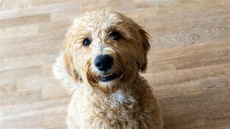 How Much Should I Feed My Labradoodle Puppy The Doodle Guide