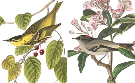 John James Audubons Five Mystery Birds