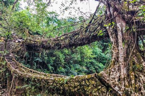 Double Decker Living Root Bridge In Meghalaya