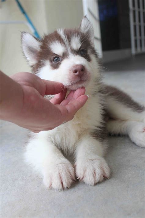 Maybe you would like to learn more about one of these? LovelyPuppy: Dark Red Copper Siberian Husky Puppy
