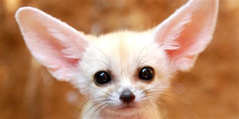 The World's Most Adorable Animals (And Where to Find Them) | HuffPost