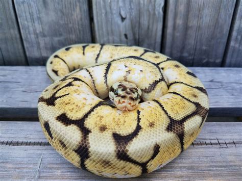 Bumblebee Ball Python Ball Python Pet Snake Pet Ball