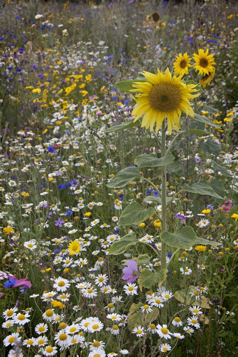 Field Of Dreams Wildflower Meadow Made On Waste Ground On Flickr
