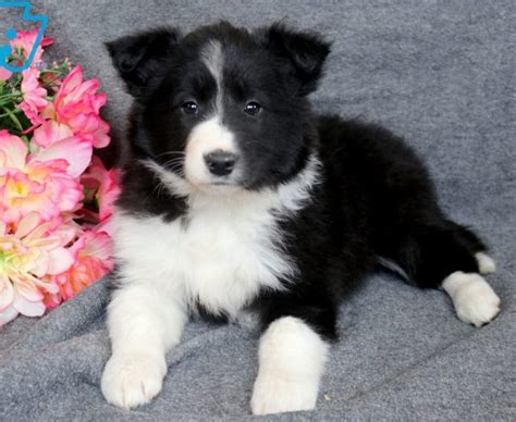 Border Collie Mix Puppies For Sale Puppy Adoption Keystone Puppies