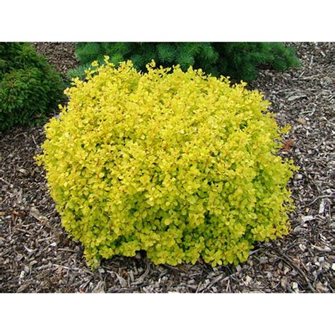 Online Orchards 1 Gal Dwarf Golden Barberry Shrub With Exceptionally