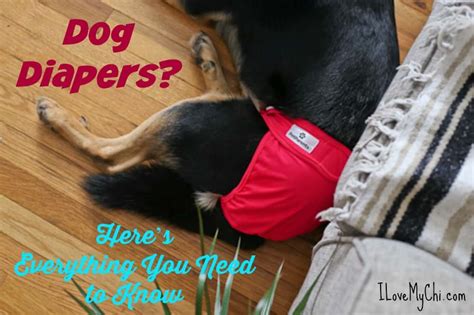 Dog Diapers Heres Everything You Need To Know I Love My Chi