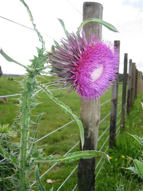 Musk Thistle Plants Of Cherry Creek State Park · Inaturalist