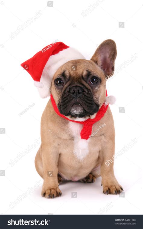 Follow him on twitter @real_king_sully. French Bulldog With Christmas Hat Stock Photo 84721528 ...