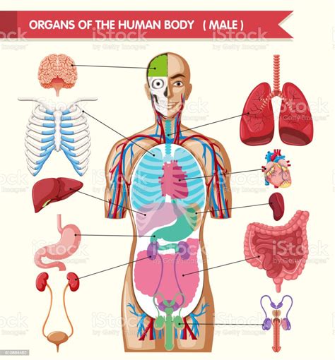 Chart Showing Organs Of Human Body Stock Illustration Download Image