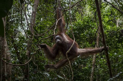 Borneo Lost More Than 100000 Orangutans From 1999 To 2015 The New