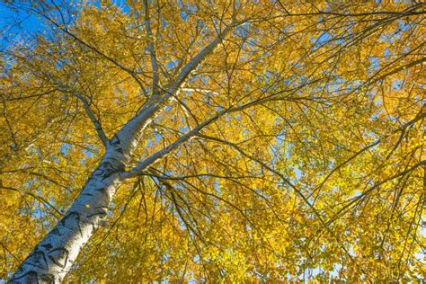 Foliage Of Deciduous Trees In Fall Colors In Sunlight In Autumn Stock