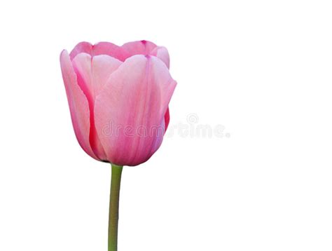 Pink Tulip On White Stock Image Image Of Background 30958329