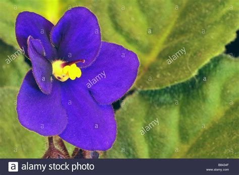African Violet Hi Res Stock Photography And Images Alamy
