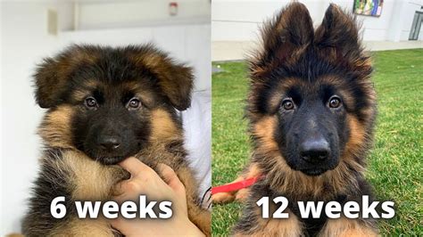 My German Shepherds Puppy 6 Weeks Transformation Youtube