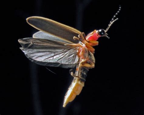 Fascinating Facts About The Lampyridae Also Known As The Firefly Or My Year Friendship