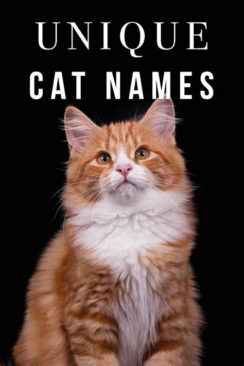 Female Cat Names Unique Kitten Names Unique Unusual Names Unique