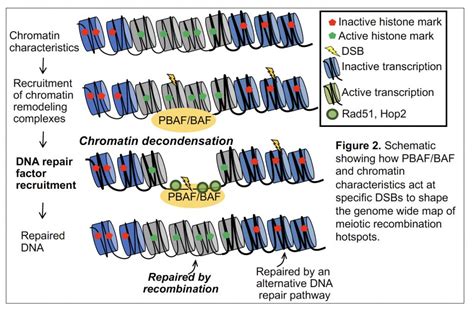 Chromatin Remodeling Epigenetic Marks And Histone Readers