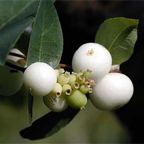 Symphoricarpos Doorenbosii White Hedge White Hedge Snowberry