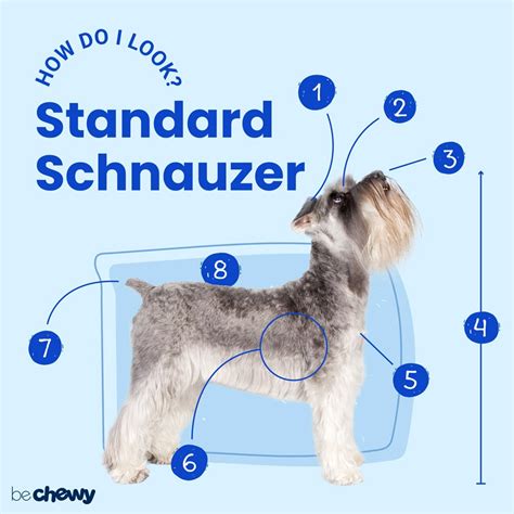 Standard Schnauzer Characteristics Care And Photos Bechewy