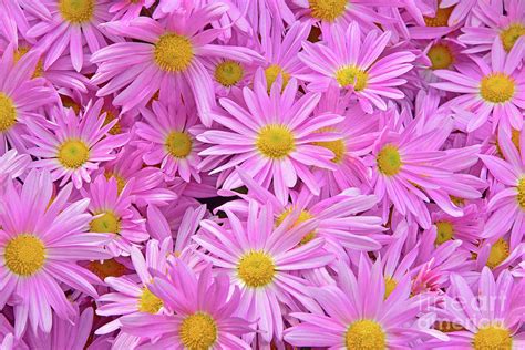Pink Daisy Chrysanthemums 1 Photograph By Regina Geoghan Fine Art America