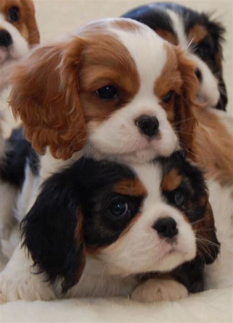 Teacup Cavalier King Charles Spaniel Puppies For Sale Michigan All