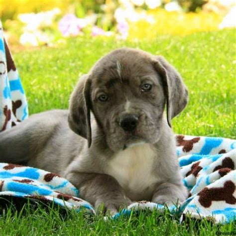 The great pyrenees mix can have multiple purebred or mixed breed lineage. Great Dane Mix Puppies For Sale | Greenfield Puppies