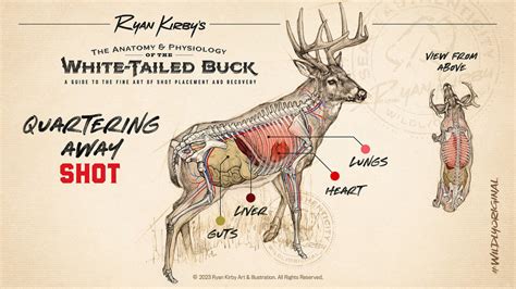 Shot Placement On White Tailed Deer An Artists Guide Ryan Kirby